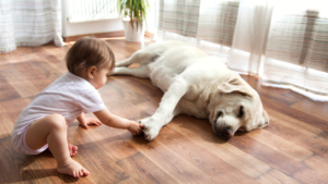 Baby and golden lab dog on pet friendly flooring