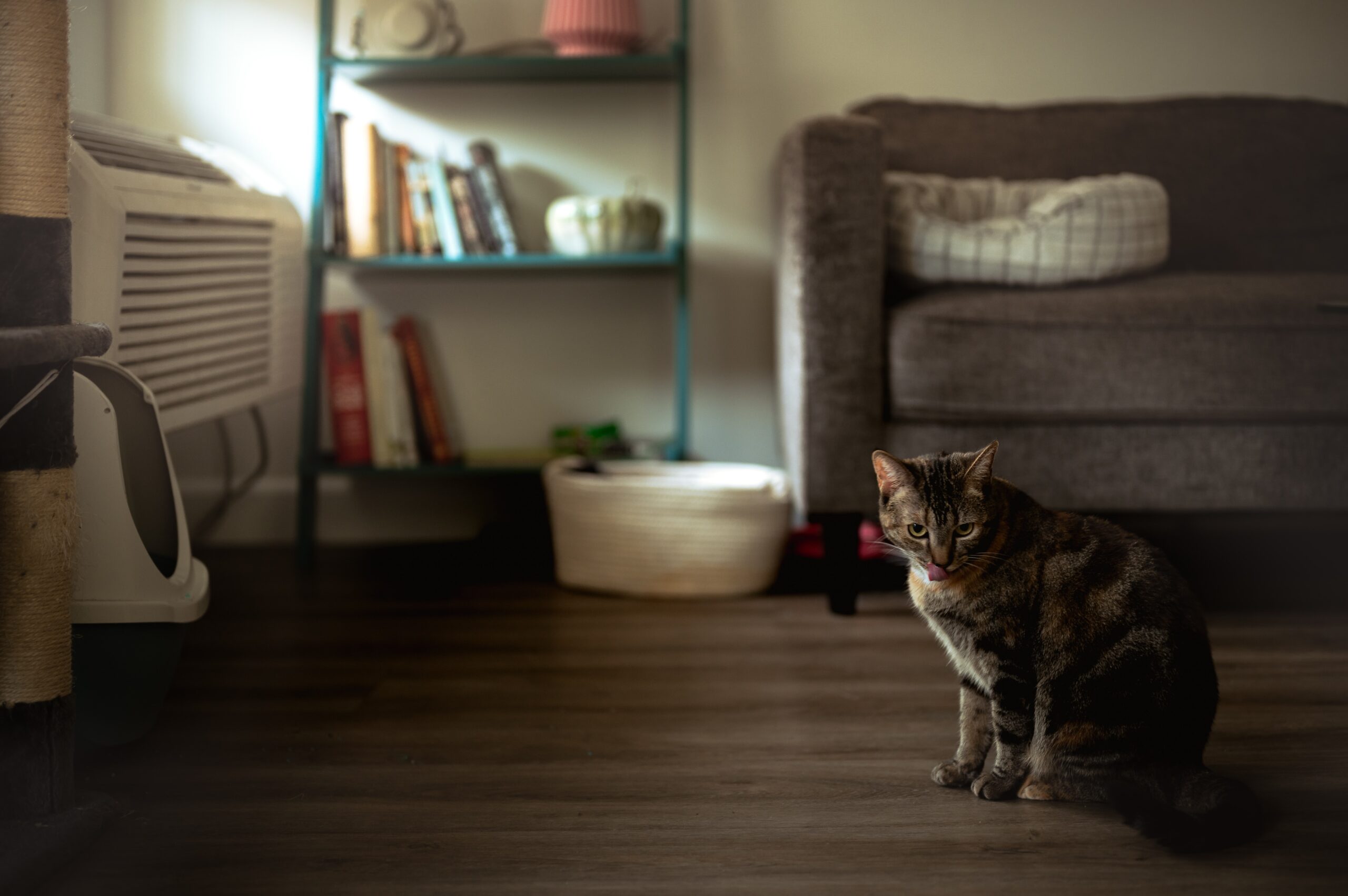 Best proof flooring for cats