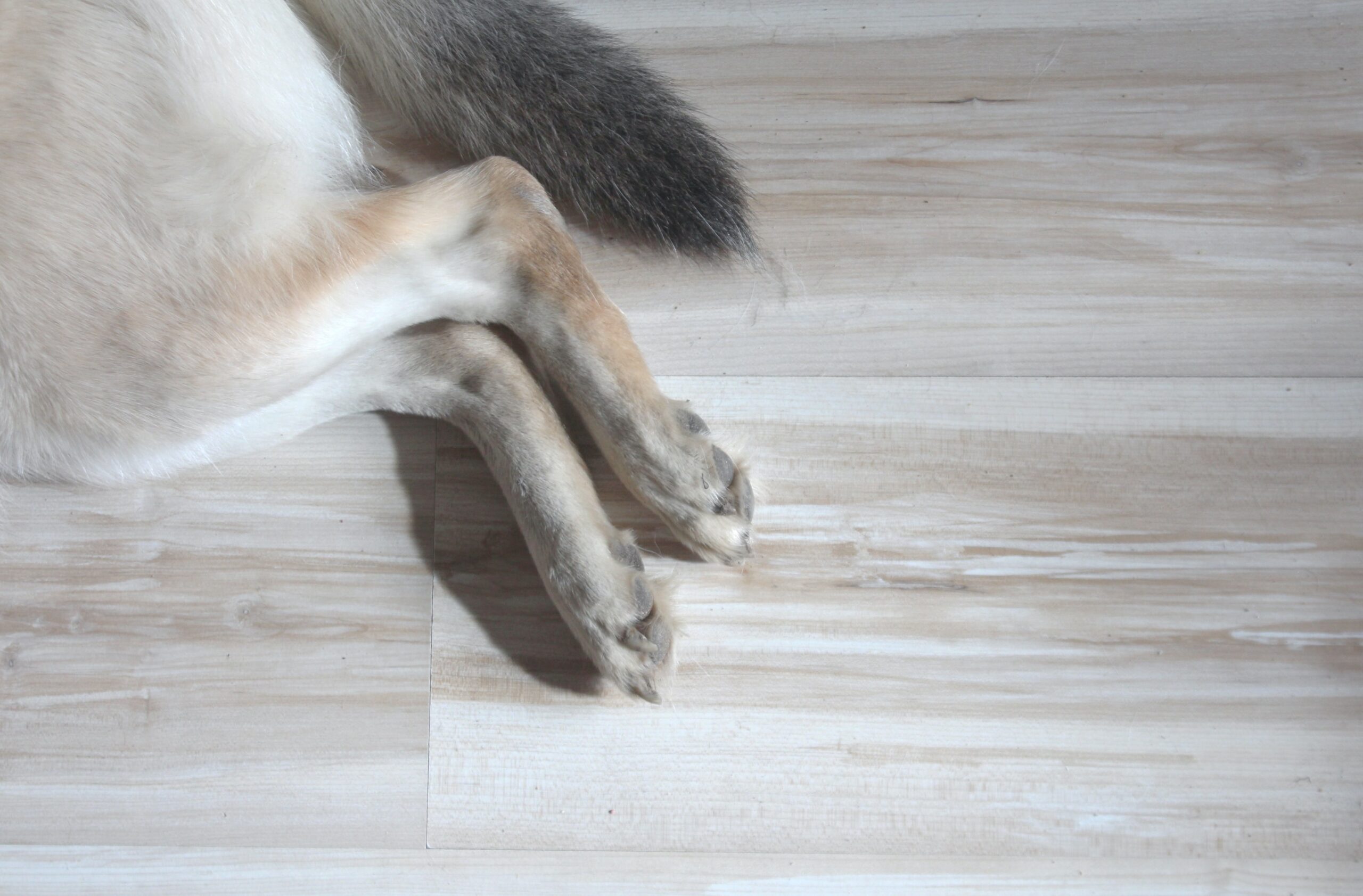 Dog paws on laminate pet proof flooring