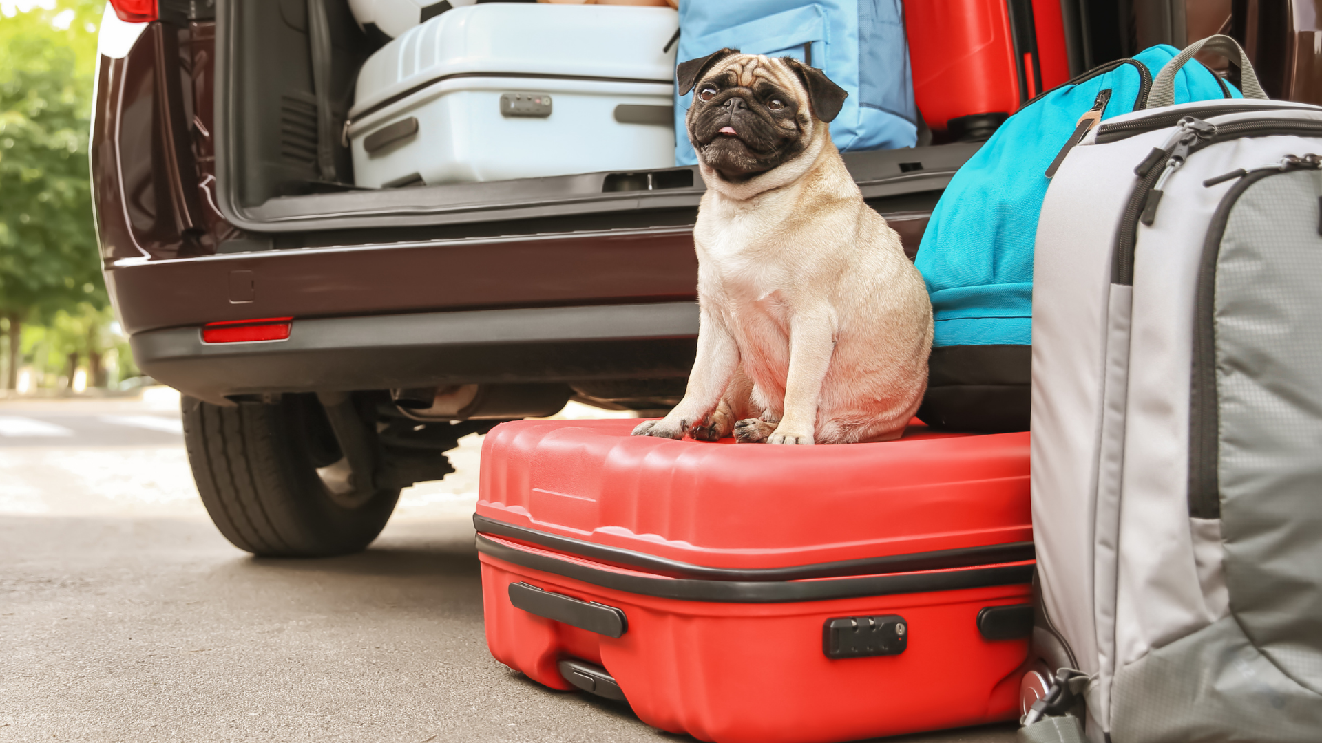 Brown and black pug sitting on red luggage suitcase near vehicle