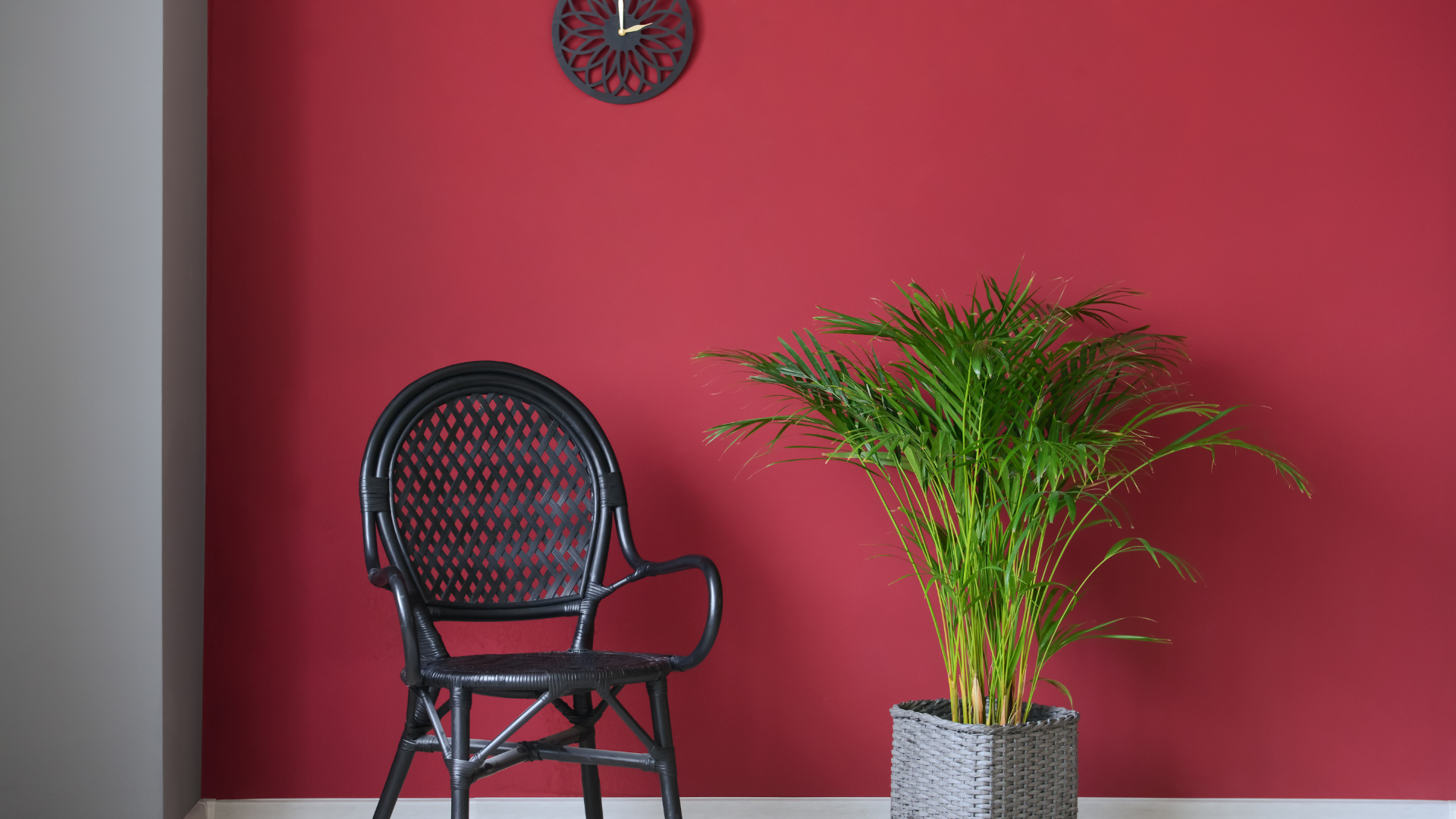 Home Decor Black Rattan Chair and Tropical Plant In Front of an Accent Wall Painted with the Color of the Year 2023 Pantone - Viva Magenta