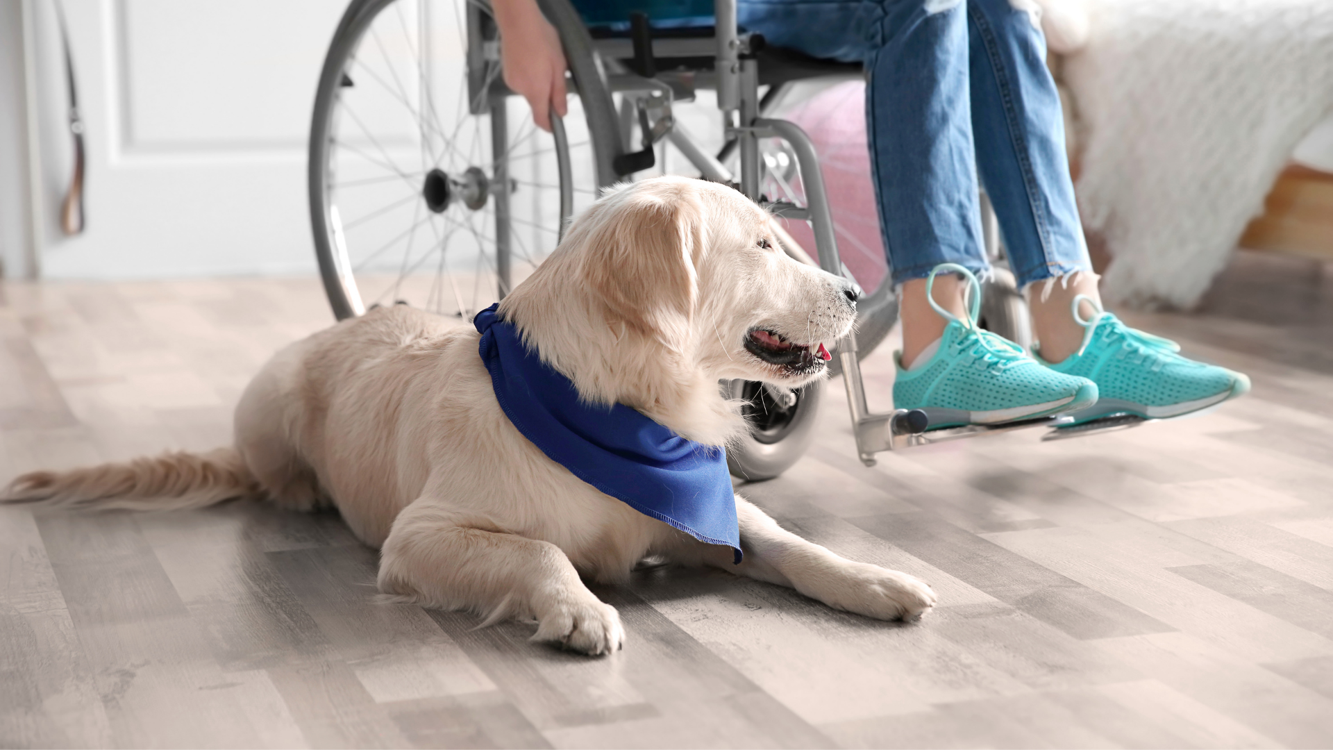 Golden service dog lying on luxury vinyl floors near girl in wheelchair indoors