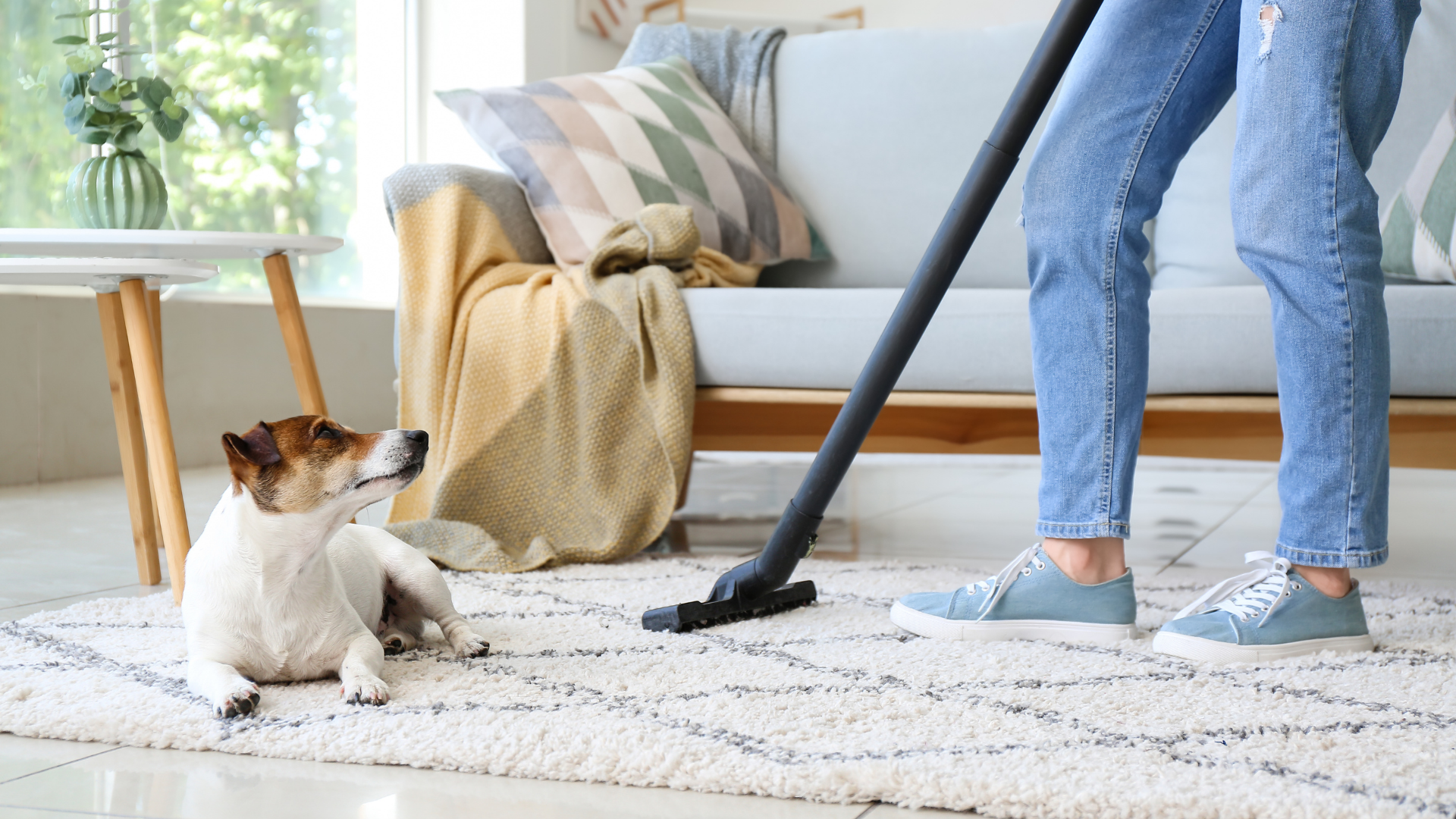 Dog owner cleaning rug with carpet vacuum